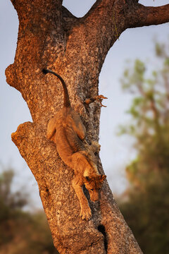 Juvenile lion carefully coming down a tree in a park
