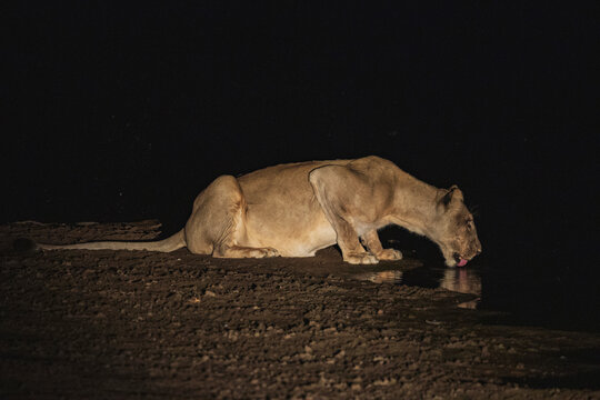 Lioness drinking water at night in South Luangwa national park, Zambia