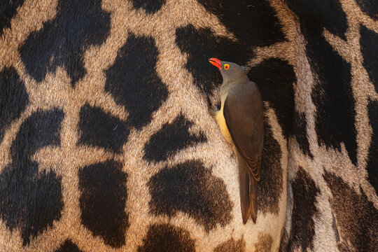 Red-Billed Oxpecker perched on Giraffe in South Luangwa national park
