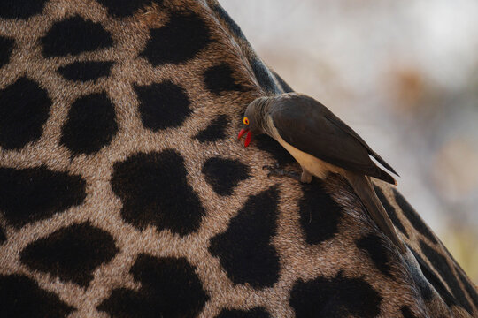 Red-billed oxpecker grooming a Giraffe's hide in a park