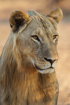 Juvenile Male Lion close-up portrait in a park
