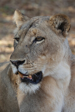 Lioness portrait in South Luangwa national park Zambia