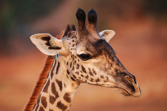 Juvenile Giraffe head closeup in South Luangwa national park Zambia