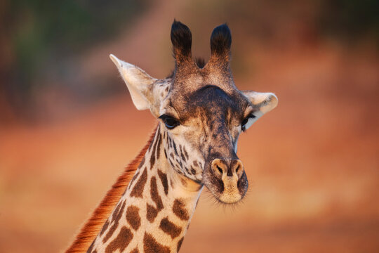 Juvenile Giraffe close-up in South Luangwa national park, Zambia