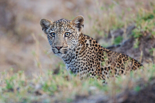 Female leopard crouching in grass in a park