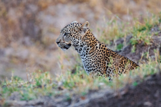 Female Leopard sitting in grassy natural habitat of South Luangwa