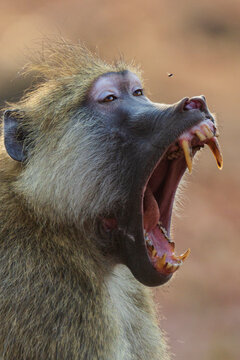 Baboon baring its teeth in South Luangwa national park, Zambia