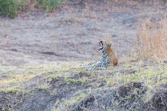 Leopard yawning on grass in South Luangwa national park, Zambia