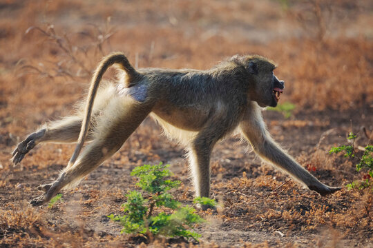 Baboon running during territorial dispute