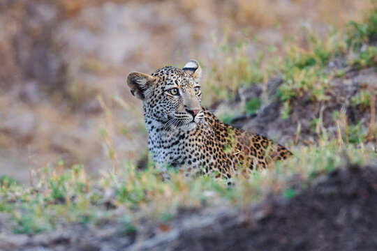 Portrait of female Leopard in South Luangwa national park Zambia