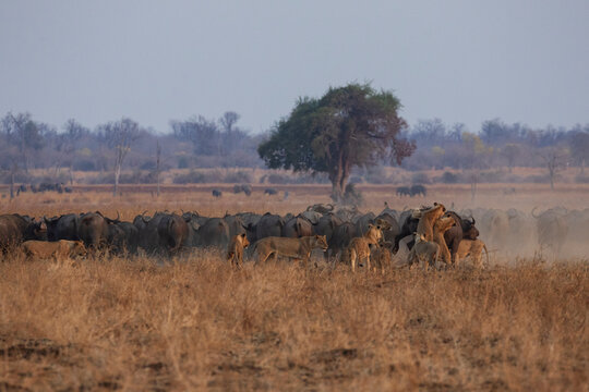 Cape buffalo herd attacked by lion pride in a park
