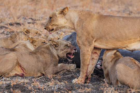Lionesses feeding on cape buffalo carcass in a park