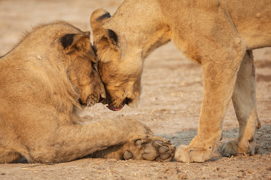 Lions touching heads in South Luangwa national park Zambia