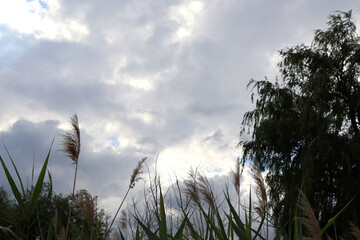 Obraz premium Dramatic sky and reed plants