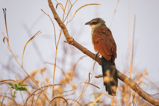White-Browed Coucal perched in South Luangwa national park, Zambia