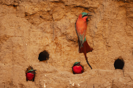Carmine bee-eaters nesting in mud wall holes in a park