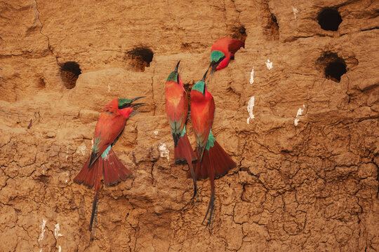 Carmine Bee-Eaters nesting