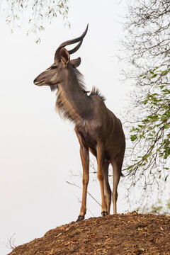 Young Kudu Antelope standing in South Luangwa national park, Zambia