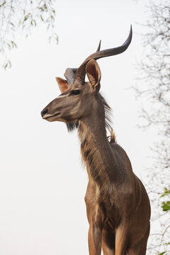 Kudu Antelope in South Luangwa national park Zambia
