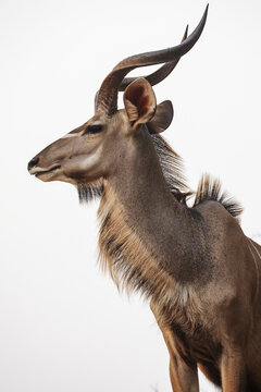 Kudu antelope portrait with twisted horns in South Luangwa national