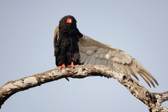 Bataleur eagle perched on tree branch stretching wing in a park
