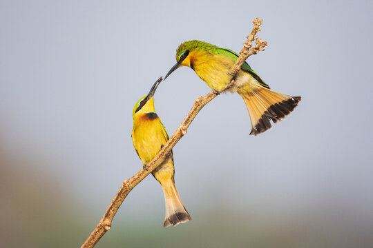 Little Bee-Eater offering a Fly to its mate on a branch in a park