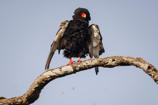 Female Bataleur bird perched on branch in South Luangwa national park