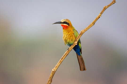 White-Fronted Bee-Eater perched on a branch in a park