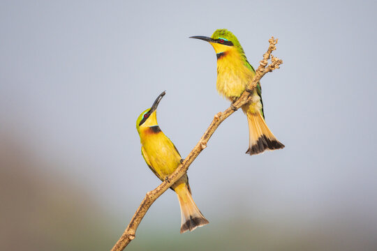 Little bee-eater offering a Fly to its mate on branch in a park