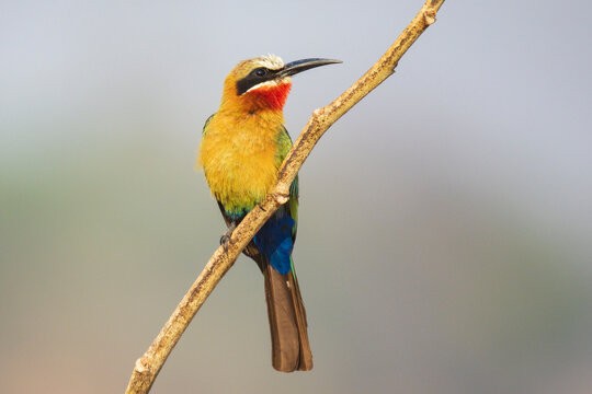 White-Fronted Bee-Eater perched on branch in a park