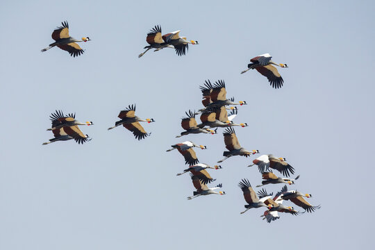 Crowned crane flock flying over South Luangwa national park in a park