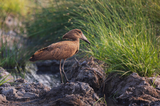 Hamerkop bird standing on mud in South Luangwa national park Zambia