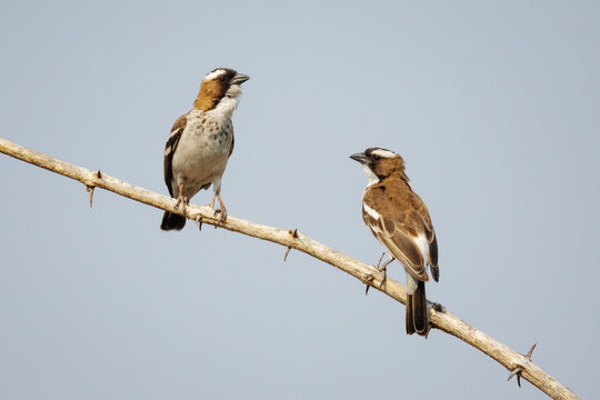 White-browed sparrow weavers perched on thorny branch in a park