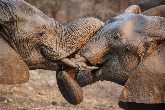 Elephants intertwining trunks in South Luangwa national park Zambia