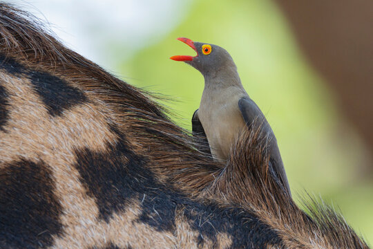 Red-Billed Oxpecker perched on game animal in a park