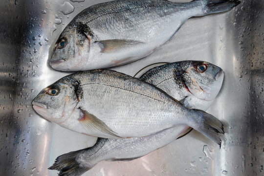 Raw dorado fish arranged in a stainless steel kitchen sink, fresh seafood for home cooking and meal preparation.
