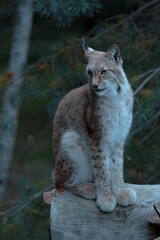 Lynx © Norma