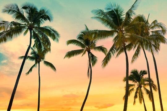 Tropical palm trees silhouetted against colorful golden sunset sky with dreamy island vacation atmosphere
