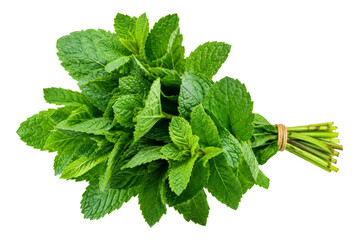 Fresh bunch of green mint leaves tied with a rubber band isolated on a clean white background © Ophelia
