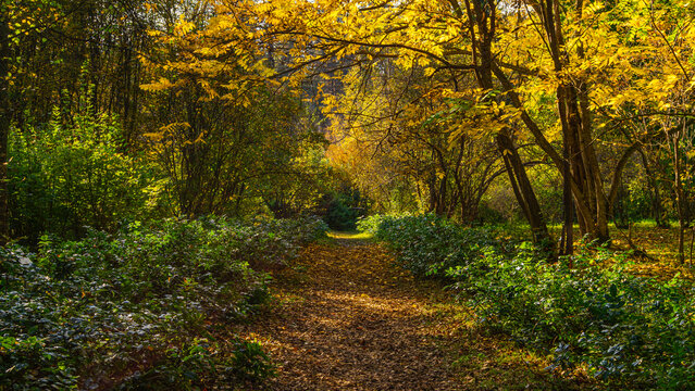 Scenic forest path covered with fallen leaves under vibrant yellow autumn foliage