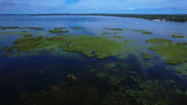Summer Cook's Bay weeds marshes and vegetations view at shallow waters. Simcoe lake, Ontario, Canada.
