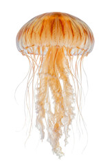 Stunning orange jellyfish with long flowing tentacles isolated on a clean white background © Ophelia