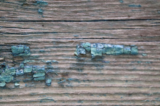Weathered wooden plaque displays patches of green algae