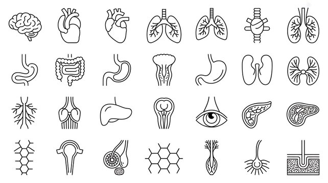 A comprehensive black and white medical anatomy illustration collection showing major human internal organs including brain, heart, lungs, stomach, intestines, kidneys, liver, eye.