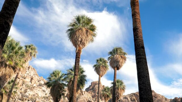 Low angle view tilting up through a grove of tall california fan palms growing in a rocky desert oasis, revealing blue sky with wispy white clouds on sunny day