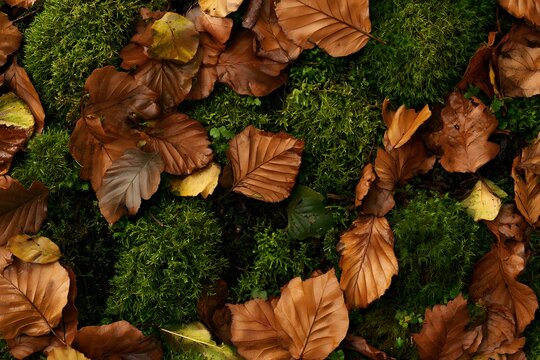 Autumn leaves scattered on vibrant green mossy forest floor