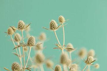 Fototapeta premium Smoke selected soft focus beige thorn Dry Flower eryngium (Eryngium planum) on blue. Abstract natural blurred vintage background.