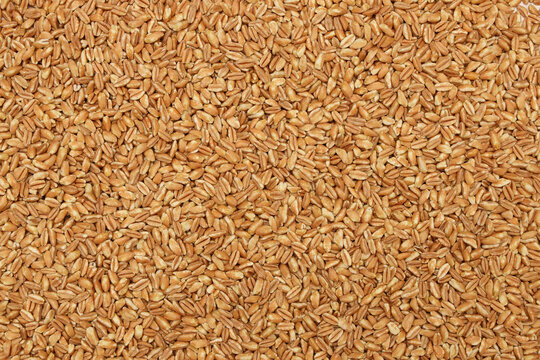 Close-up golden brown wheat grains texture, whole grain berries background surface