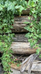 Green Ivy Growing Over Rustic Weathered Wood © Elena Anne Morel