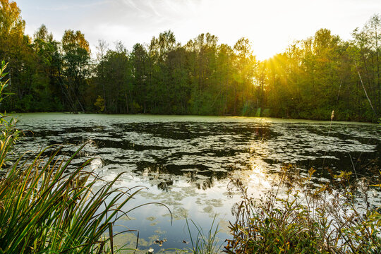 Sunbeams shining through forest trees onto a serene algae covered lake at sunset
